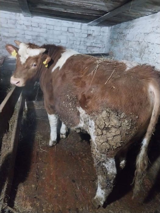 Продам четыре быка