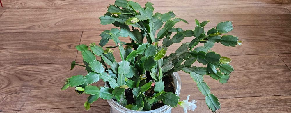 Комнатное растение Декабрист