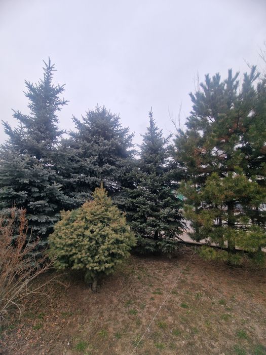 Проются голубые ели