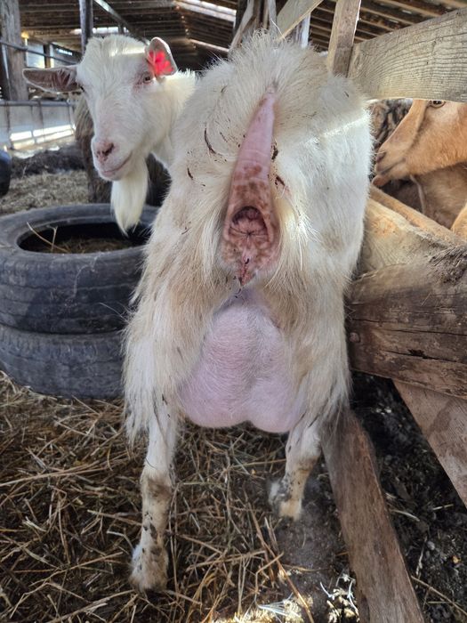 Vand capra cu iada metis sannen