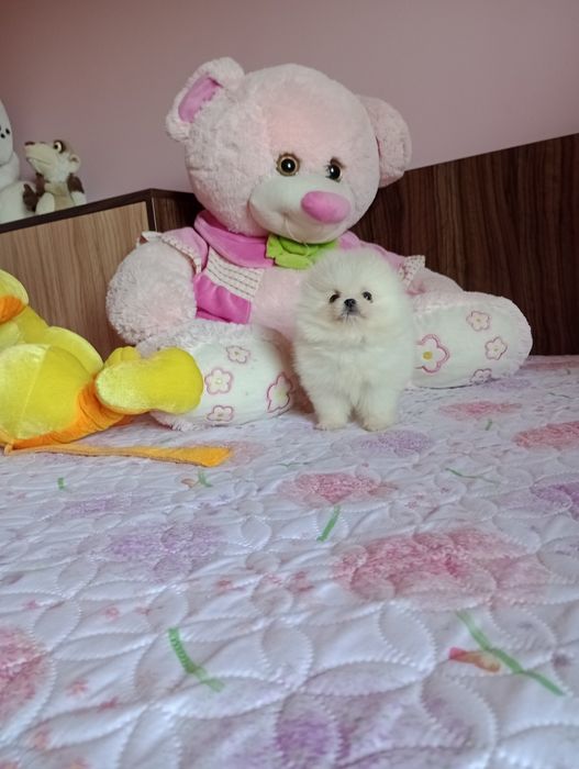Бял мини Померан. Миниатюрен