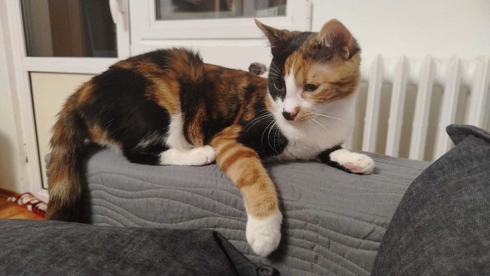 Dau spre adoptie o pisicuță