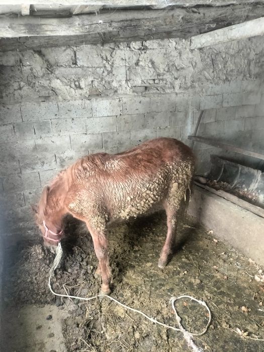 Тай стылады Байсерке ауылы