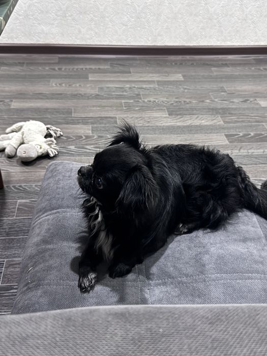 Породистый кобель чихуахуа ищет подружку!