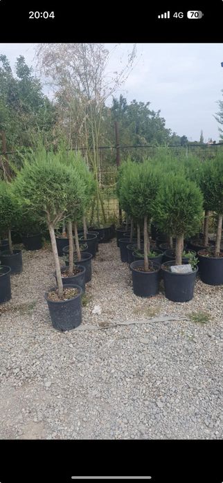 Amenajări grădini cu plante ornamentale