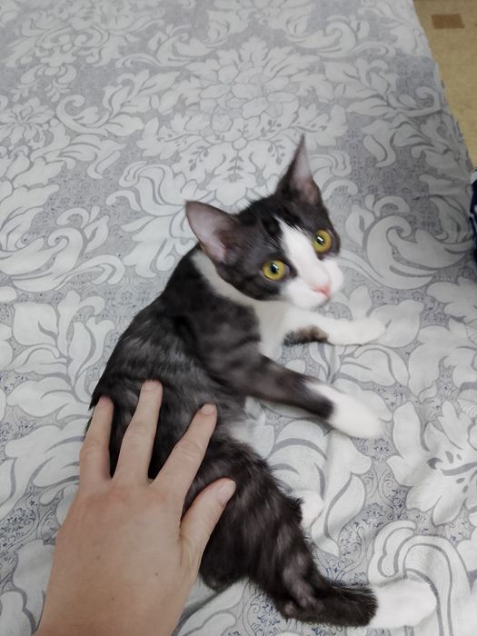 Котёнок игривый девочка