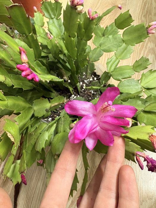 Декабрист комнотные растения