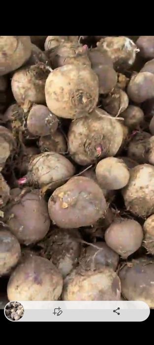 Картофель в Павлодаре