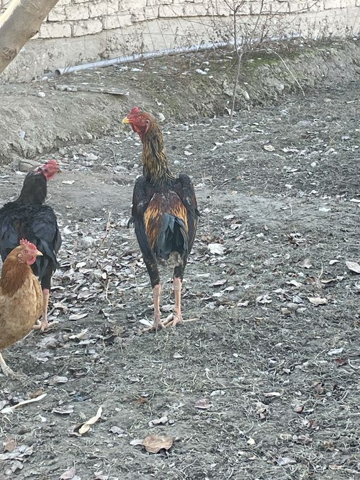 Dakang xuroz sotiladi