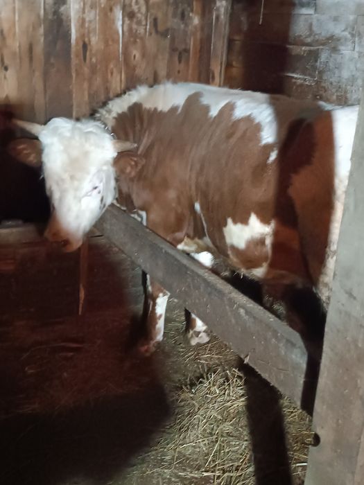 Чистокровный симментал