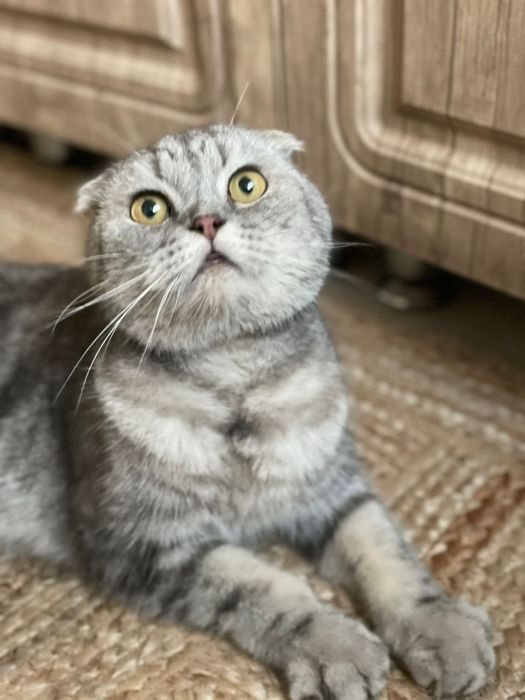 Отдам котика шотландца в добрые руки