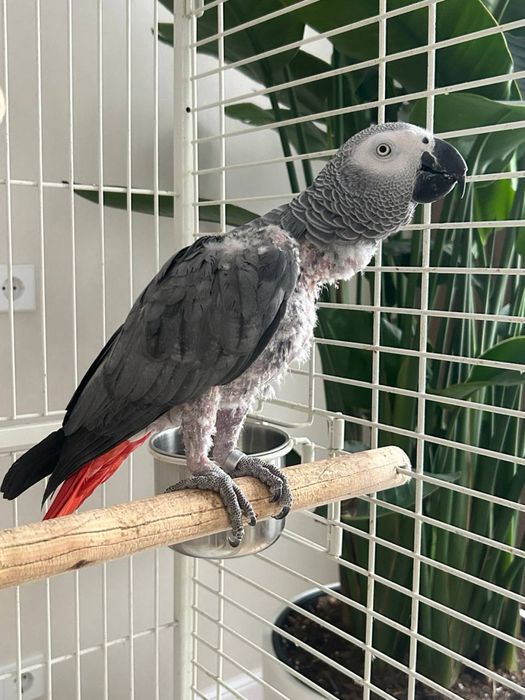 Попугай Жако (окольцованный)