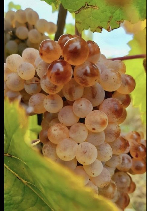 Struguri pentru vin