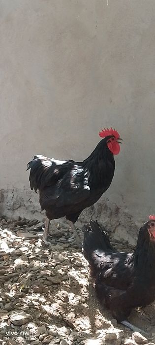 Rumin avstralop xoʻroz tovuq
