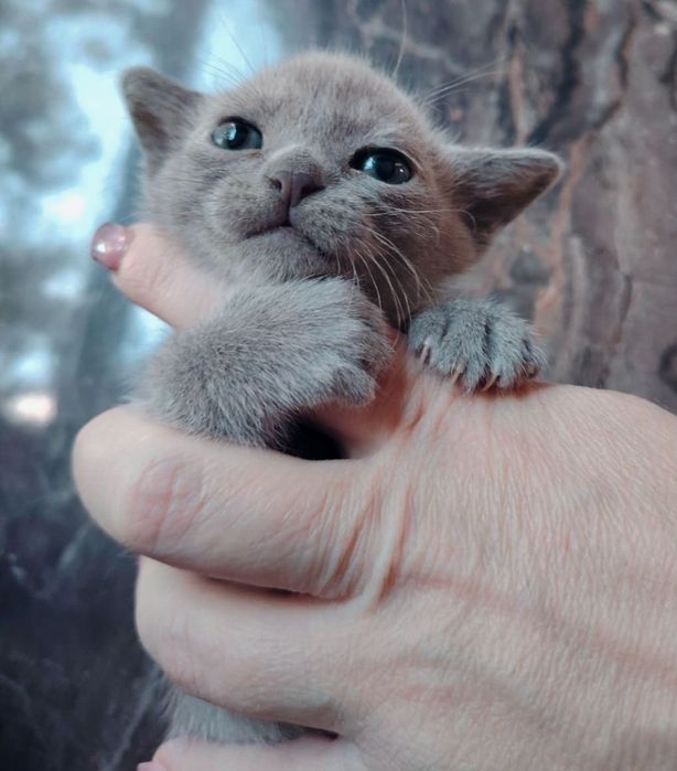 Котята Европейской бурмы