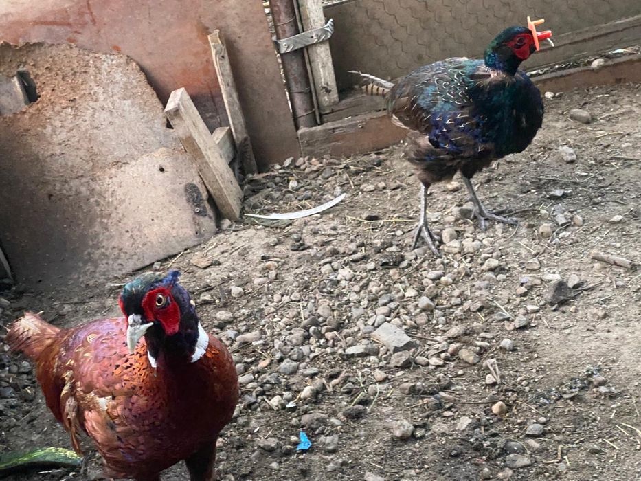 Vand pui de fazan Tenebros  si comun diferite varste