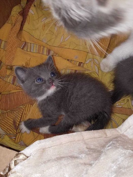 Отдам котят в добрые руки