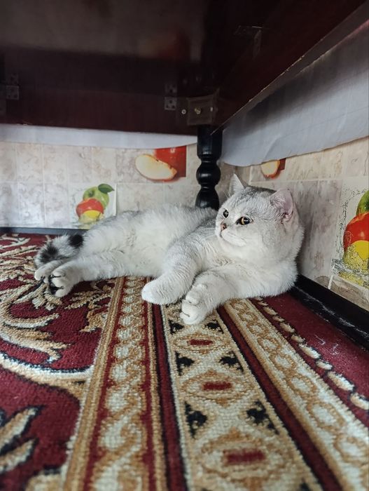 Серебристый шиншила кот!Срочно продам,тезда сотилади у ребенка аллерги