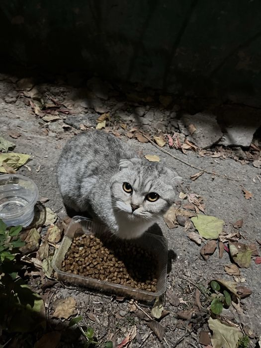 Нашли шотландскую кошку!