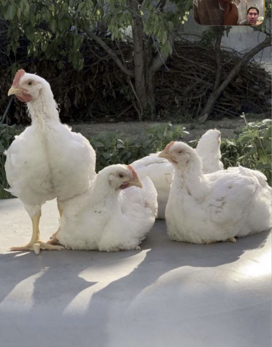 Цыплята бройлеров