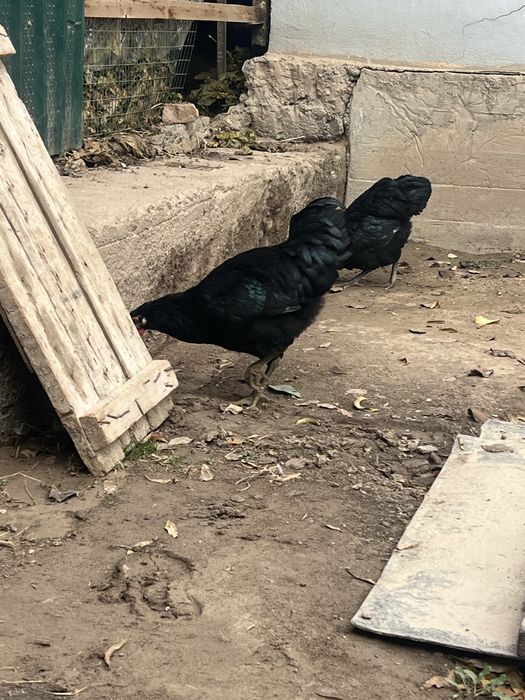 Jersi xuroz jujalari