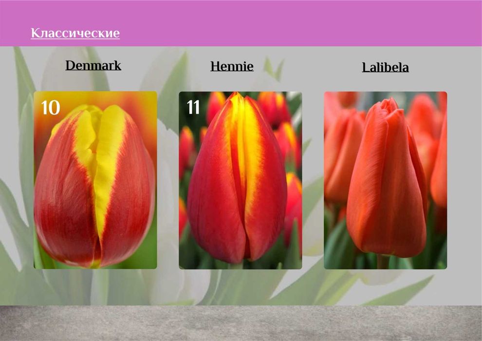 Тюльпаны к 8 марта предзаказ розница