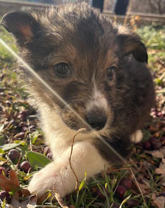 Отдам девочек в добрые руки!