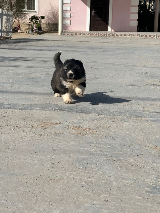 Кавказская овчарка