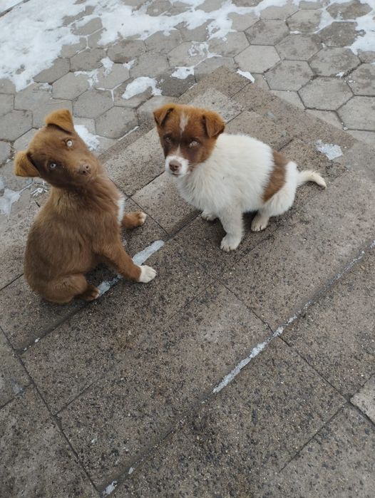 Пристраеваются щенки в добрые руки