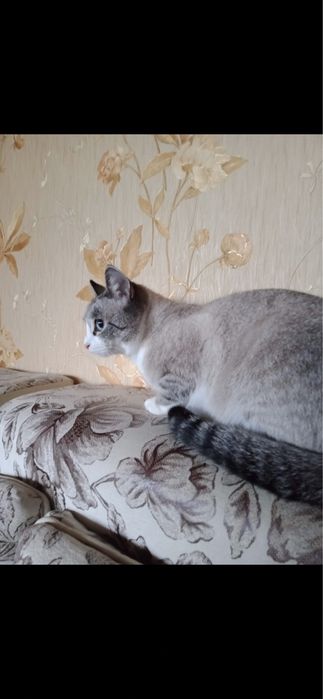 Внимание пропала кошка кличка алиса.