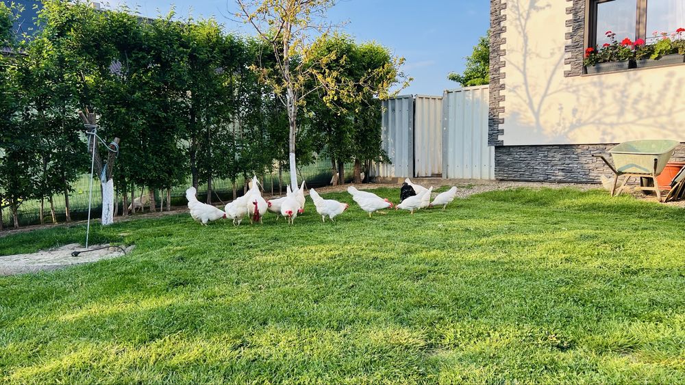 Disponibile oua incubat leghorn italian rasa pura