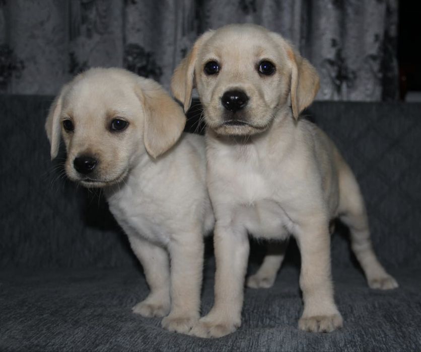 Щенки Лабрадор ретривера