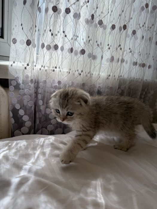 Котенок, шотландский вислоух
