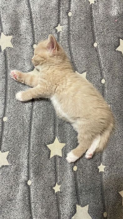 Продам котят братанец