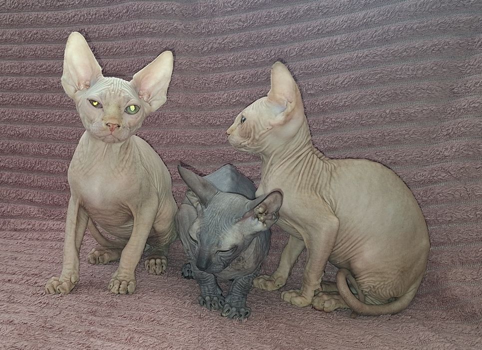 Котята Канадские