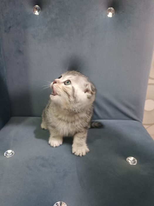 Серебристый табби шиншилла