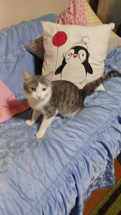 Котенок бесплатно мальчики