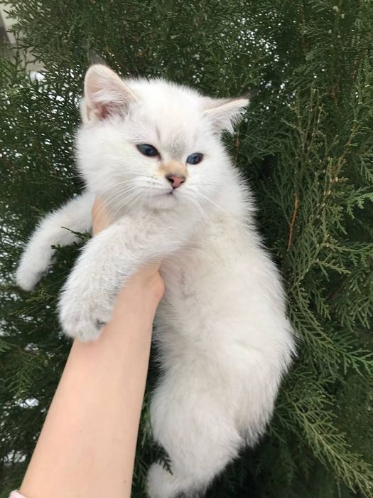 ПРОДАЕТСЯ шиншилла мальчик