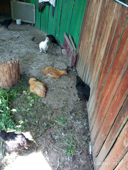 Продам молодых курей и петушков.