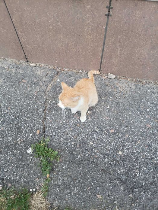 Чей питомец рыжи кот.