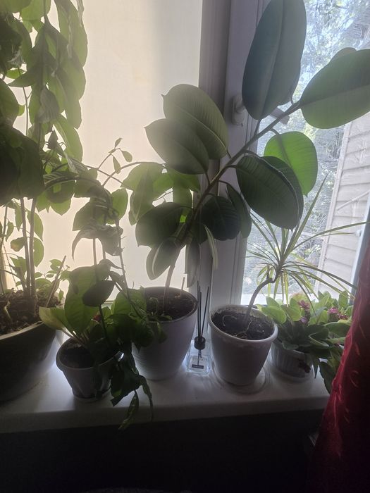 Продам комнатные цветы