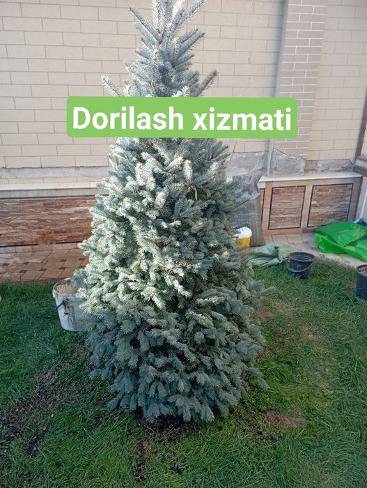 Archalar ekish dorilash xizmati