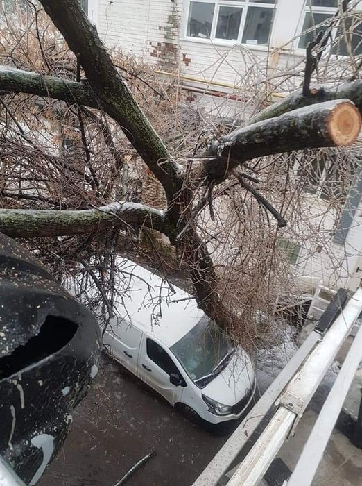 Toaletare copaci taieri arbori alpinisti utilitari degajare resturi