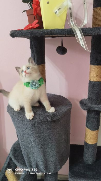 Котенок породистый