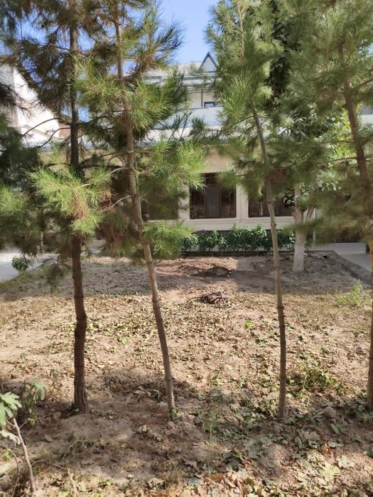 дерево Ёлка сосна арча дарахилари