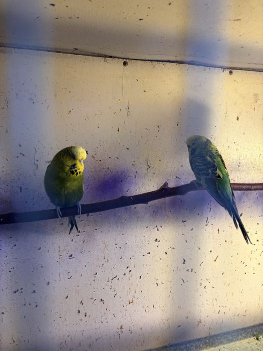 Продаются воонистые попугаи и чехи