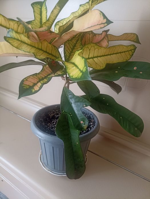 Кротон (кодеум) продам