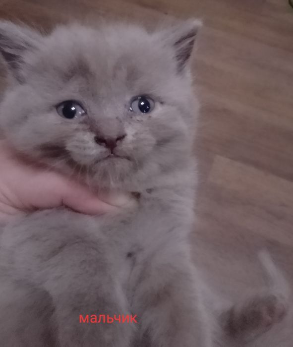Срочно Продам бритаких котят