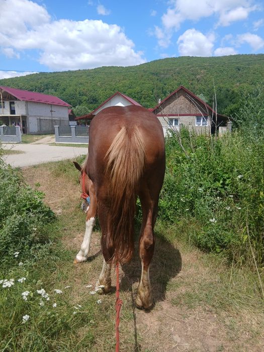 Vând mânza de un an