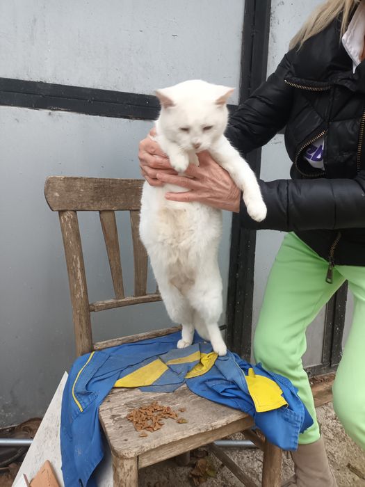 Подарява се котенце